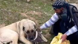 Sivas’ta Kangal Köpeği Yeni Doğan Kuzuyu Koynuna Alıp Korudu! Duygulandıran Görüntüler