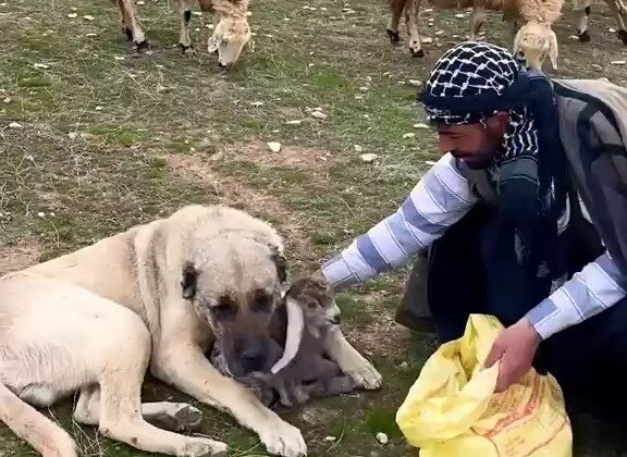 Sivas’ta Kangal Köpeği Yeni Doğan Kuzuyu Koynuna Alıp Korudu! Duygulandıran Görüntüler