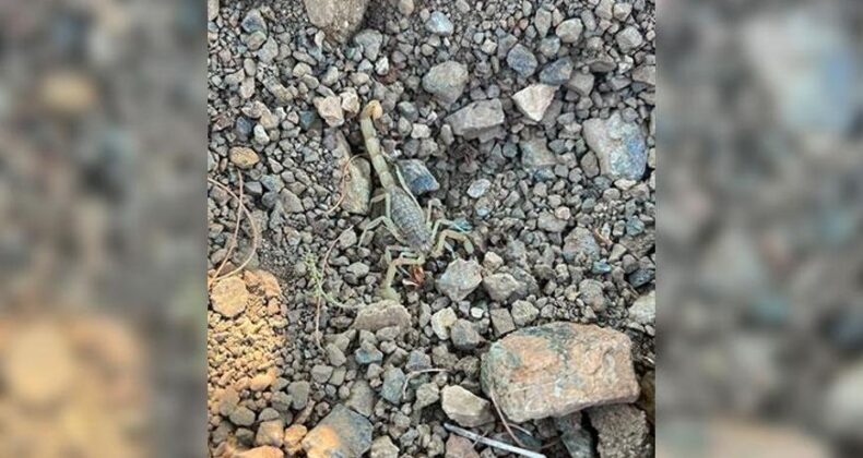 Vişne Bahçesinde Çalışırken Akrep Soktu! Hastaneye Kaldırıldı