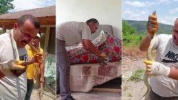 Evde Yılan Paniği! Yakaladığı Yılanı Boynuna Doladı, O Anlar Şaşırttı