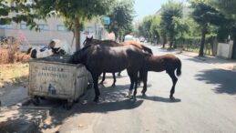 Avcılar’da Başıboş Yılkı Atları Alarmı! Trafiği Aksatıyor, Çöplerden Besleniyorlar