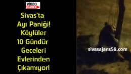 Sivas’ta Ayı Alarmı! Çırçır Köyü’nde Vatandaşlar Geceleri Dışarı Çıkmaya Çekiniyor
