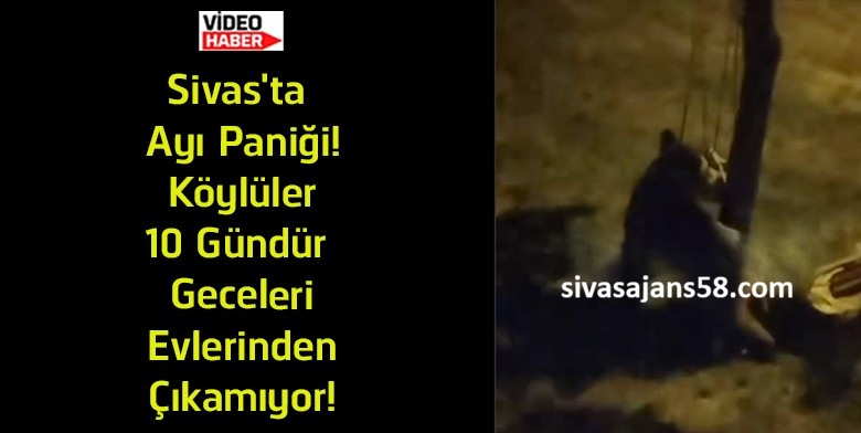 Sivas’ta Ayı Alarmı! Çırçır Köyü’nde Vatandaşlar Geceleri Dışarı Çıkmaya Çekiniyor