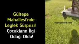 Gültepe Mahallesi’nde Leylek Sürprizi! Parkta Çocukların Neşesi Oldu