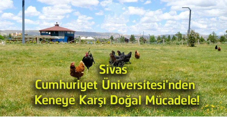 Sivas Cumhuriyet Üniversitesi’nden Keneye Karşı Çevreci Hamle! Gezici Tavuk Kümesleri Kampüste Göreve Başladı