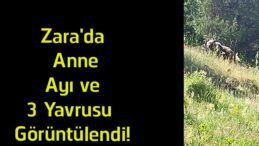 Sivas’ın Zara İlçesinde Anne Ayı ve Üç Yavrusu Görüntülendi