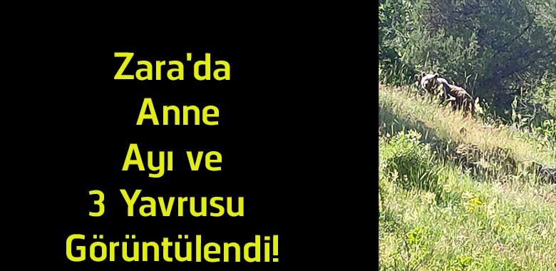 Sivas’ın Zara İlçesinde Anne Ayı ve Üç Yavrusu Görüntülendi