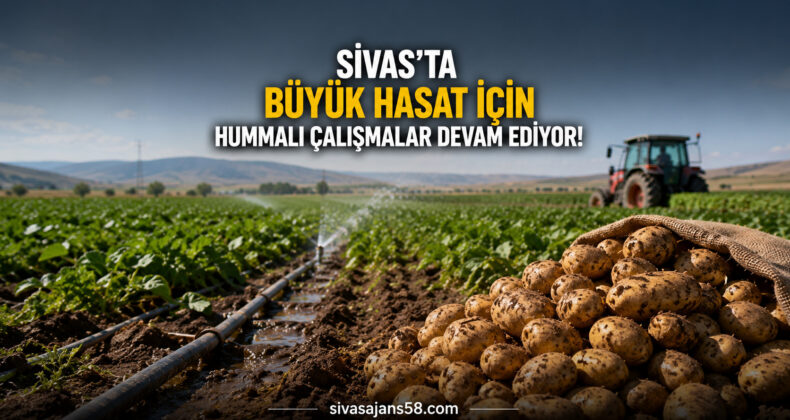 Sivas’ta Kışlık Hasat Heyecanı! Patates ve Şeker Pancarında Yoğun Mesai Sürüyor
