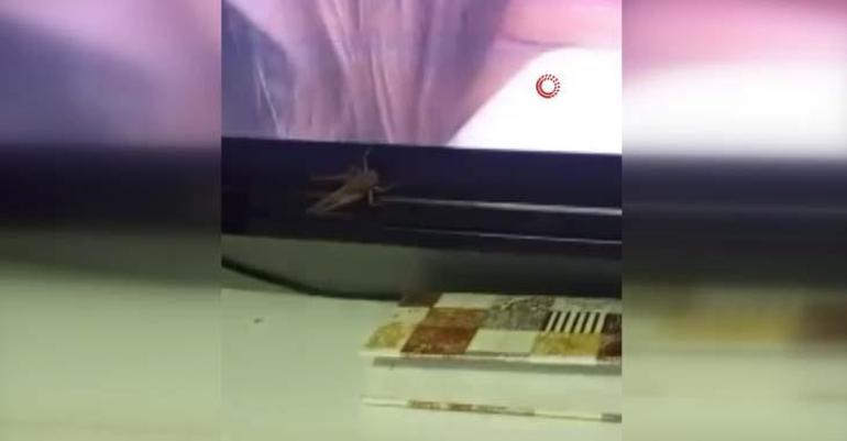 Kavanoza konulan büyük çekirge