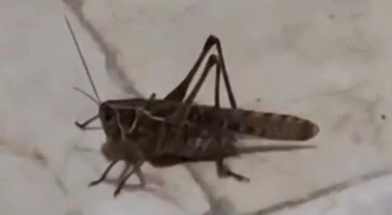 İstanbul'da görülen beyaz yüzlü çalı çekirgesi