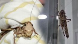 Uzmandan Dev Çekirge Uyarısı! İstanbul’daki Görüntüler İstila Değil, Panik Yapmayın