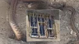 Yılan Kabusu Bitmiyor! Köyde Bir Aile Evine Girmeye Korkuyor: “Hayatımız Altüst Oldu”