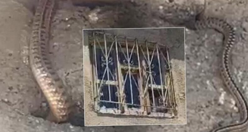Yılan Kabusu Bitmiyor! Köyde Bir Aile Evine Girmeye Korkuyor: “Hayatımız Altüst Oldu”