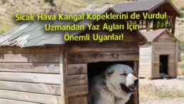 Sıcak Hava Kangal Köpeklerini Etkiliyor! Uzmandan Yaz Ayları İçin Hayati Uyarılar