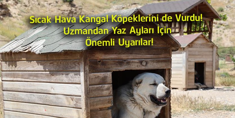 Sıcak Hava Kangal Köpeklerini Etkiliyor! Uzmandan Yaz Ayları İçin Hayati Uyarılar