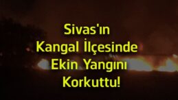 Sivas’ın Kangal İlçesinde Ekin Yangını Korkuttu! Alevler Büyümeden Kontrol Altına Alındı