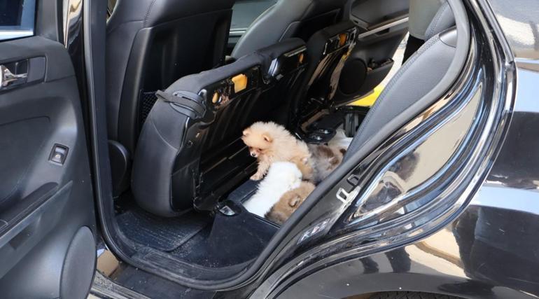Kapıkule Sınır Kapısı'nda ele geçirilen Pomeranian yavruları