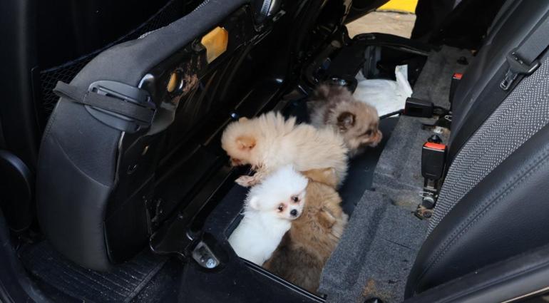 Kapıkule'de ele geçirilen Pomeranian yavru köpekler koruma altına alındı