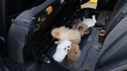 Kapıkule’de Gizli Bölmeden 5 Pomeranian Yavrusu Çıktı! Yurt Dışına Kaçırılmak İsteniyordu