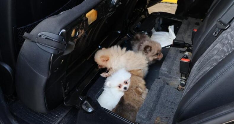 Kapıkule’de Gizli Bölmeden 5 Pomeranian Yavrusu Çıktı! Yurt Dışına Kaçırılmak İsteniyordu