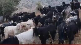 Sivas’ta Kıl Keçisi Sayısında Zirve Divriği’nin! İşte İlçe İlçe Dağılım