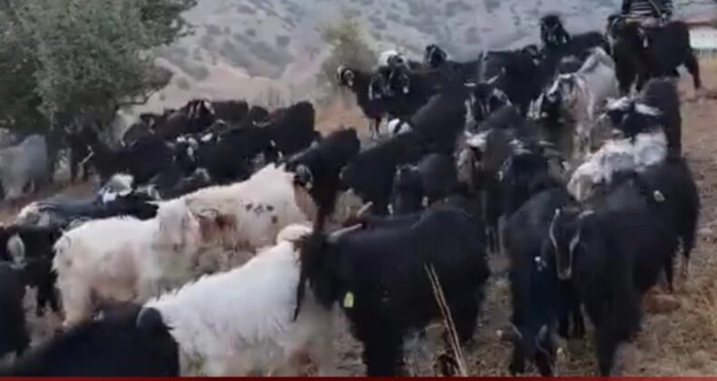 Sivas’ta Kıl Keçisi Sayısında Zirve Divriği’nin! İşte İlçe İlçe Dağılım