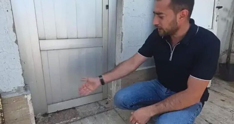 Hafik’te Sağanak Sonrası İlginç Manzara! Binlerce Yavru Kurbağa Ortaya Çıktı