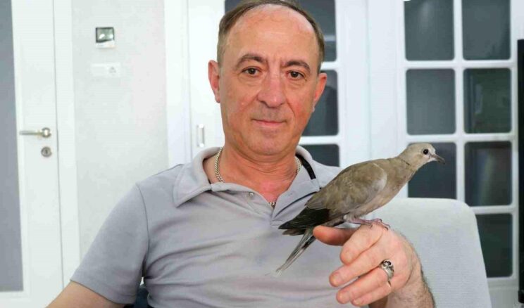 Kargaların Saldırısından Kurtardığı Kumruya Gözü Gibi Baktı! “Artık Ailemizin Bir Parçası Oldu”