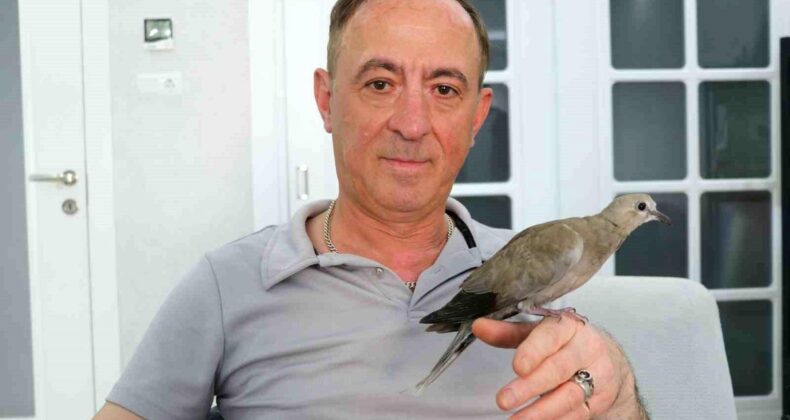 Kargaların Saldırısından Kurtardığı Kumruya Gözü Gibi Baktı! “Artık Ailemizin Bir Parçası Oldu”
