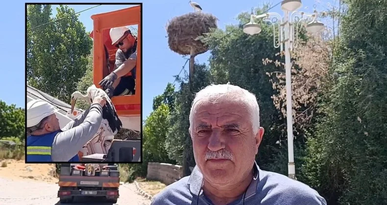 Sivas’ta Yaralı Leylek Yavrusu Yeniden Yuvasına Kavuştu! Ekiplerden Örnek Dayanışma